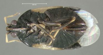 Media type: image;   Entomology 619162 Aspect: habitus ventral view